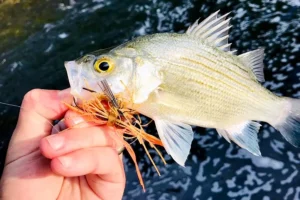 Step-by-step fishing knot diagram showing improved clinch knot technique | Angler tying Palomar fishing knot on boat | Comparison of three essential fishing knots for beginners