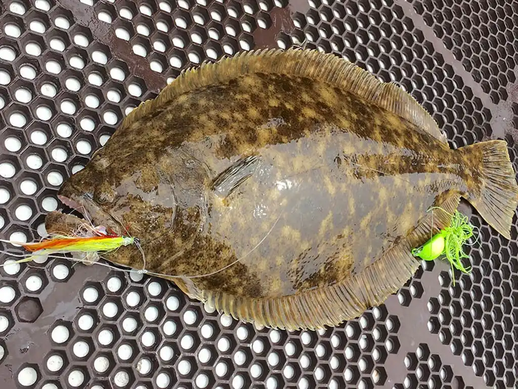 Assorted live and frozen saltwater fishing bait 