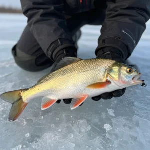 Home 5 Trophy ice fishing